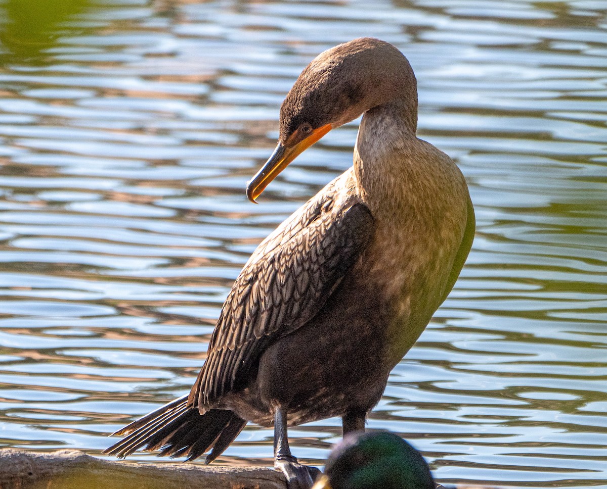 Double-crested Cormorant - ML277790831