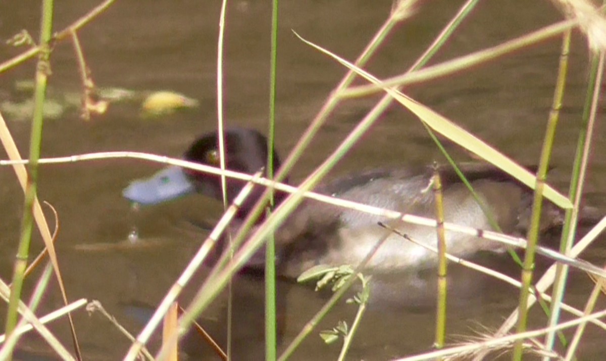 Lesser Scaup - Bernard Morris