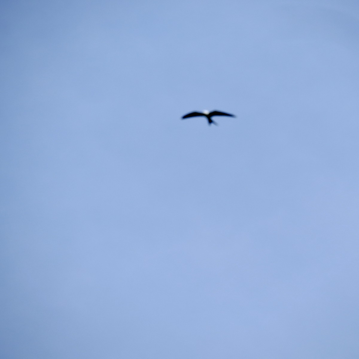 Swallow-tailed Kite - ML277791631