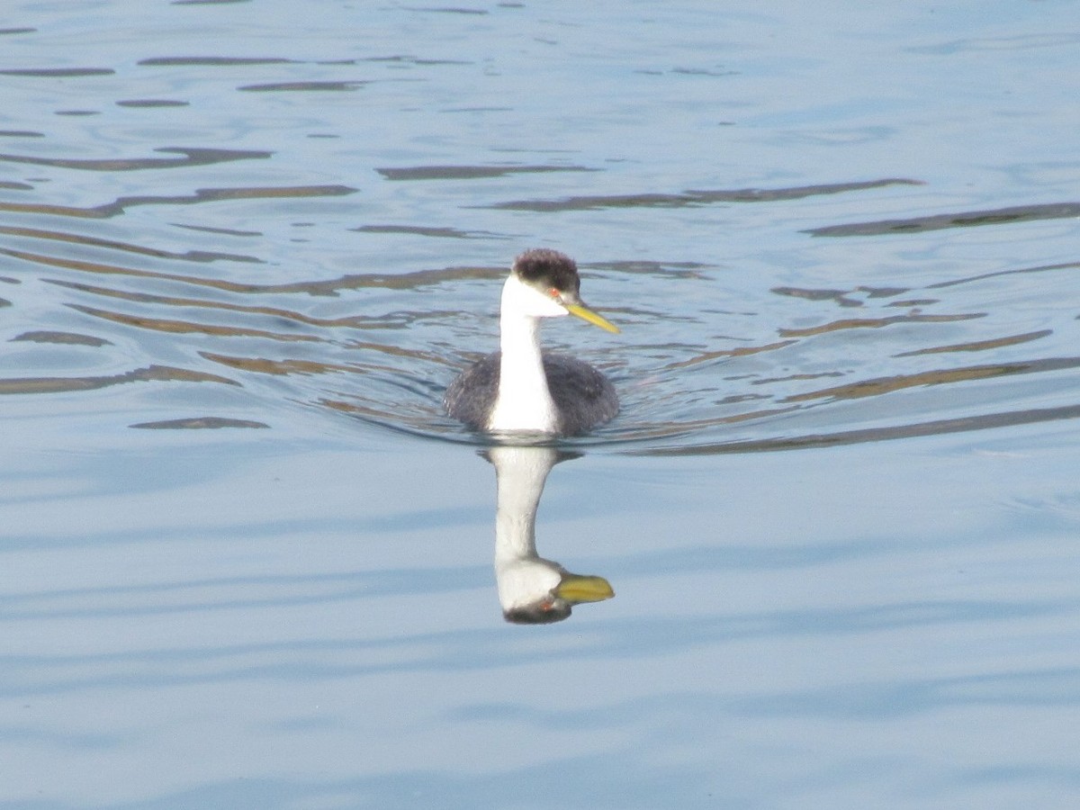 Western Grebe - ML277793651