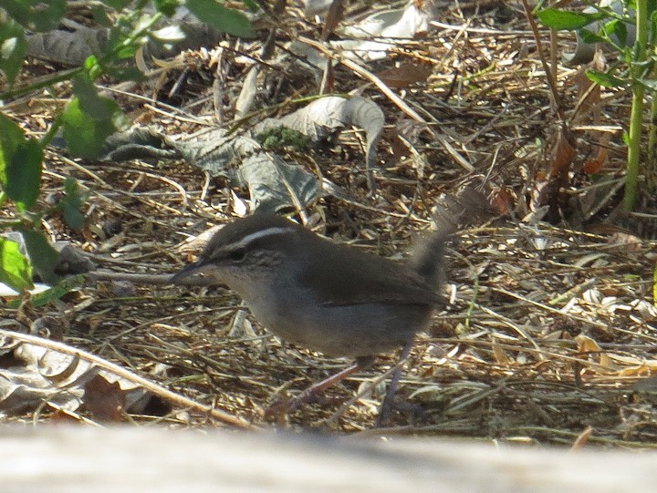 Bewick's Wren - ML277793671