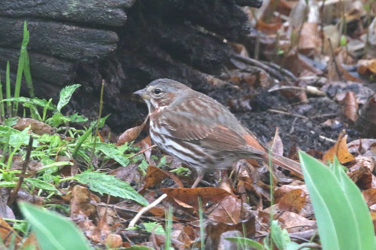 Fox Sparrow (Red) - ML27779411