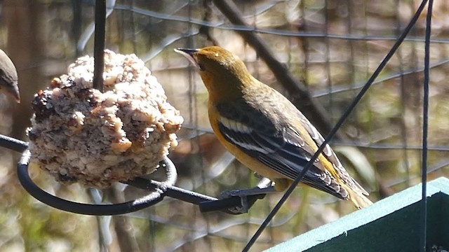 Baltimore Oriole - ML277796791