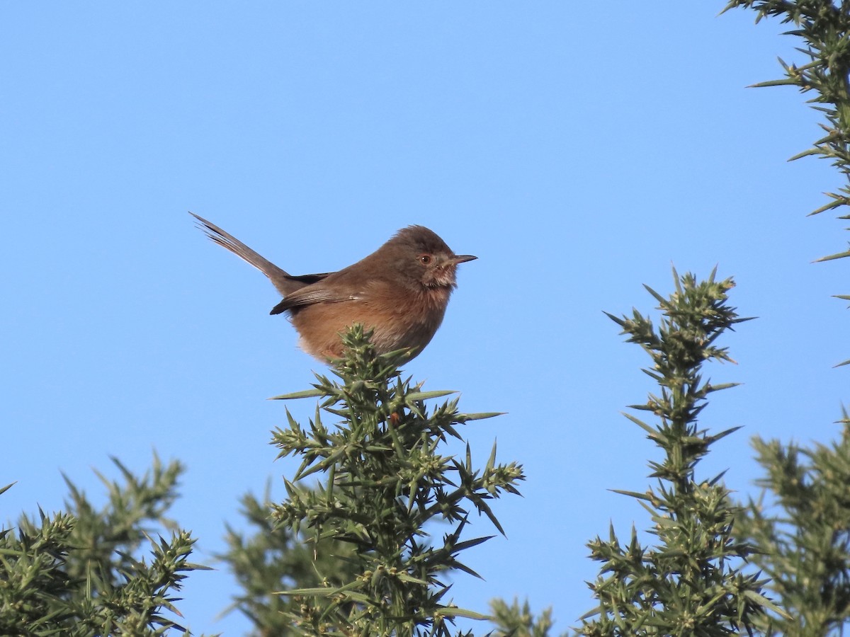 Dartford Warbler - David Campbell