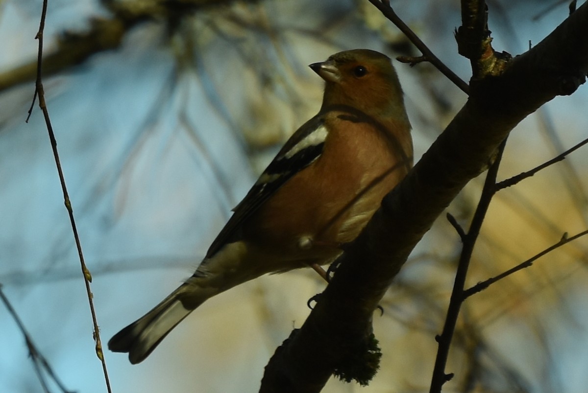 Common Chaffinch - ML277799271