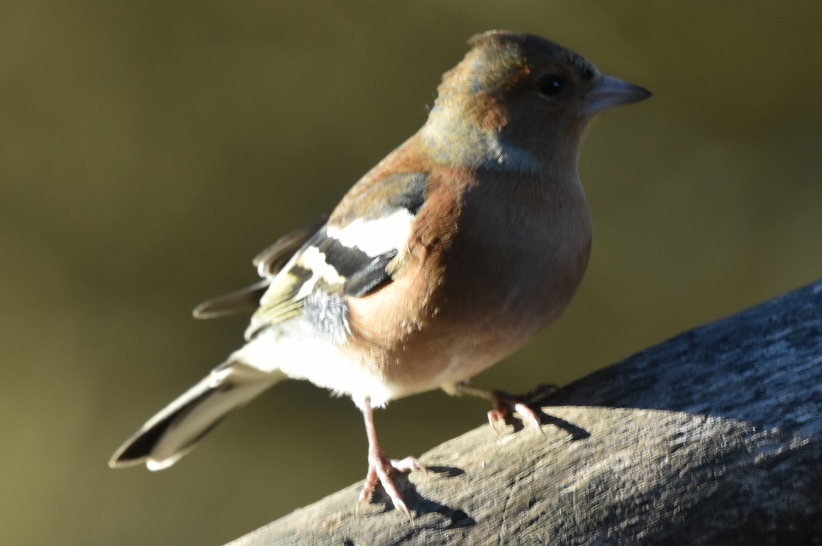 Common Chaffinch - ML277799281