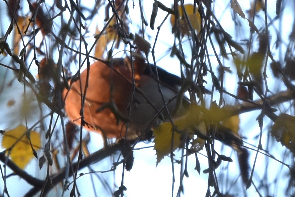 Eurasian Bullfinch - ML277799291