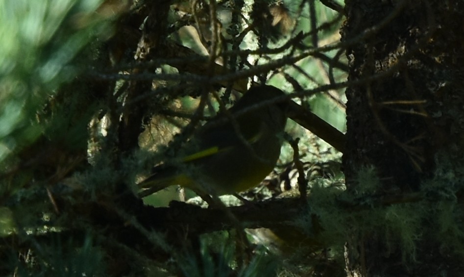 European Greenfinch - ML277799351