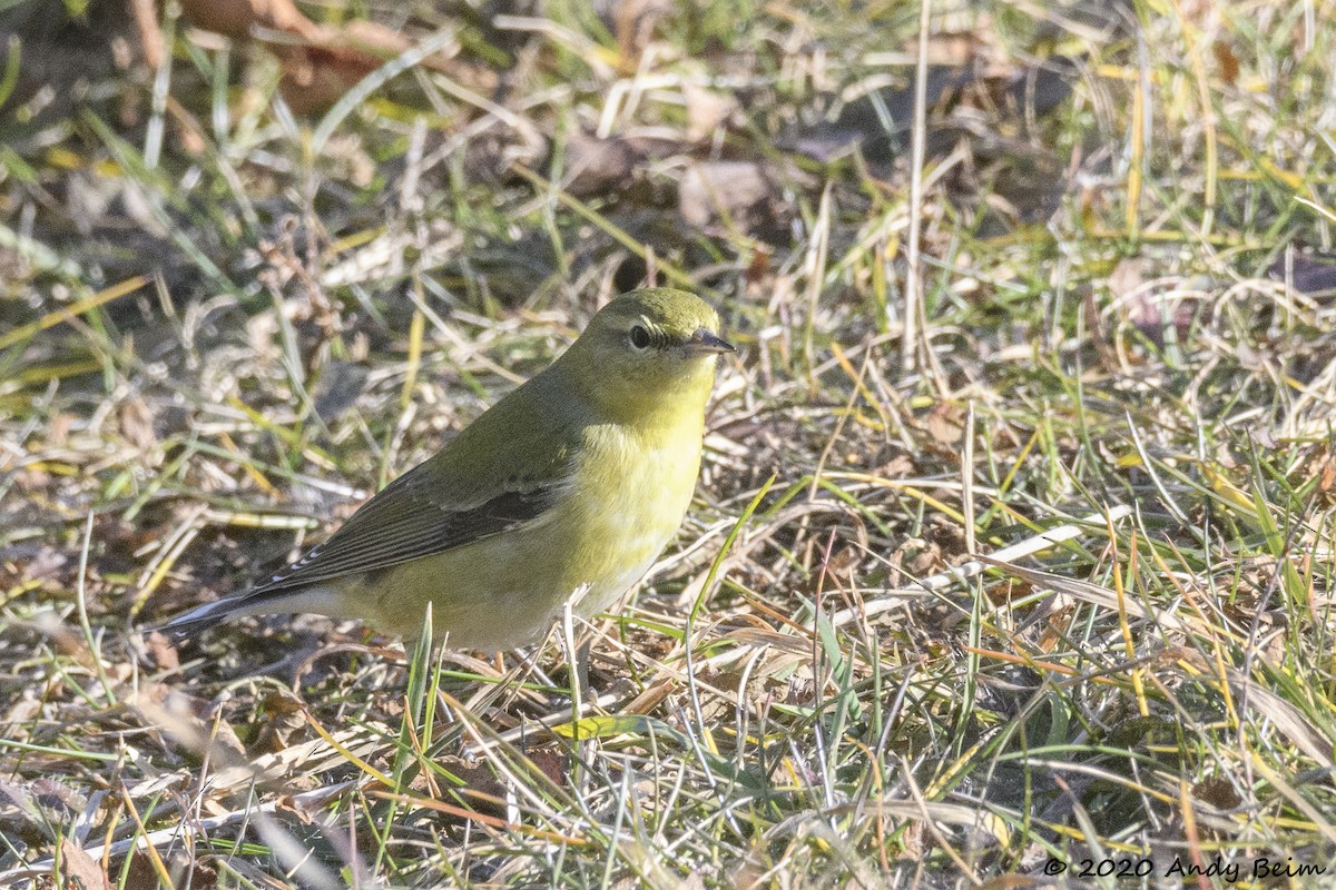 Tennessee Warbler - Andy Beim