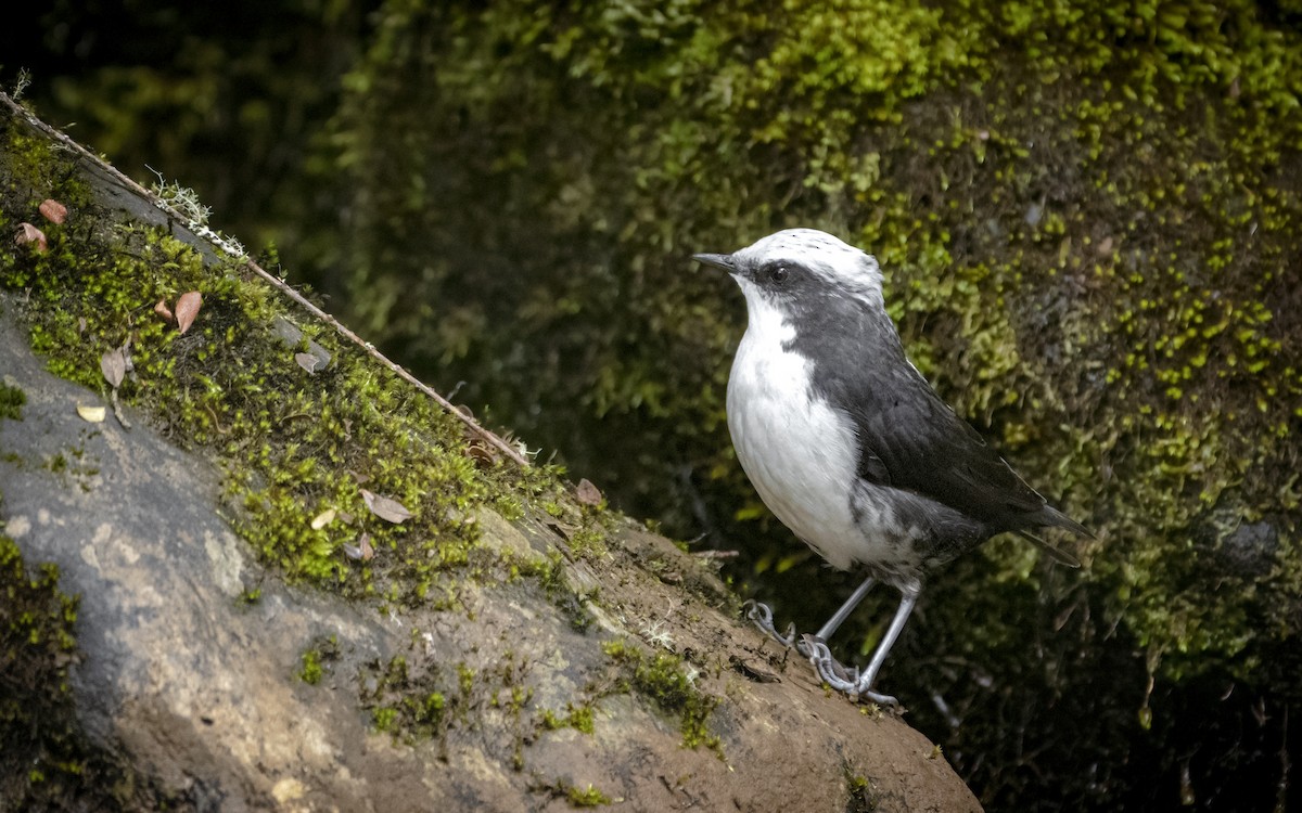 White-capped Dipper - ML277803931