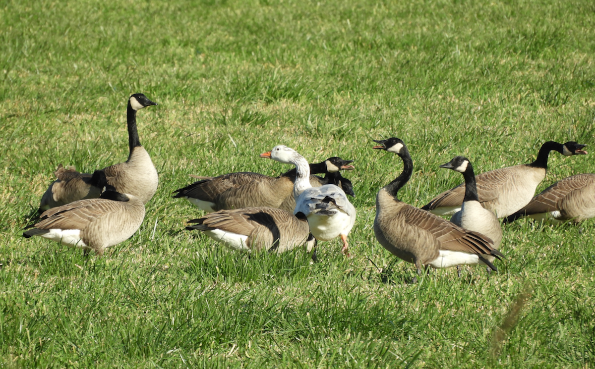 Domestic goose sp. x Canada Goose (hybrid) - ML277804951