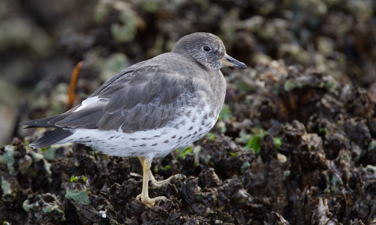 Surfbird - ML27780621