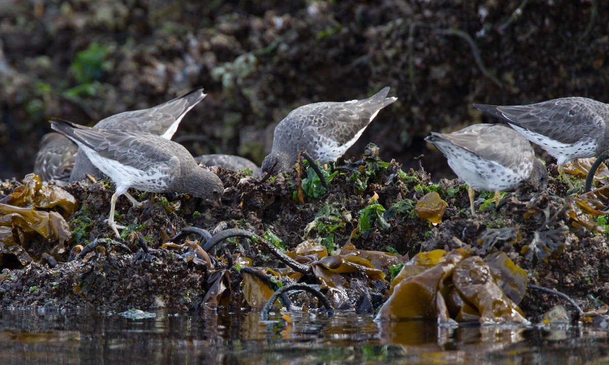 Surfbird - ML27780631