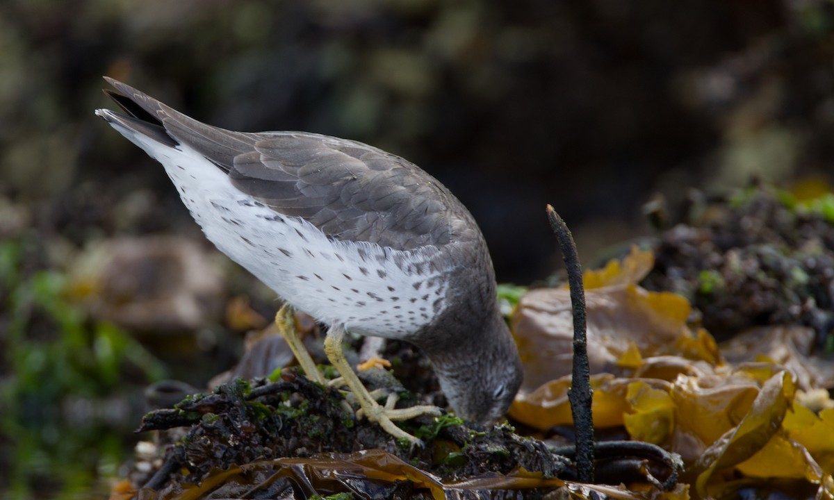 Surfbird - ML27780641