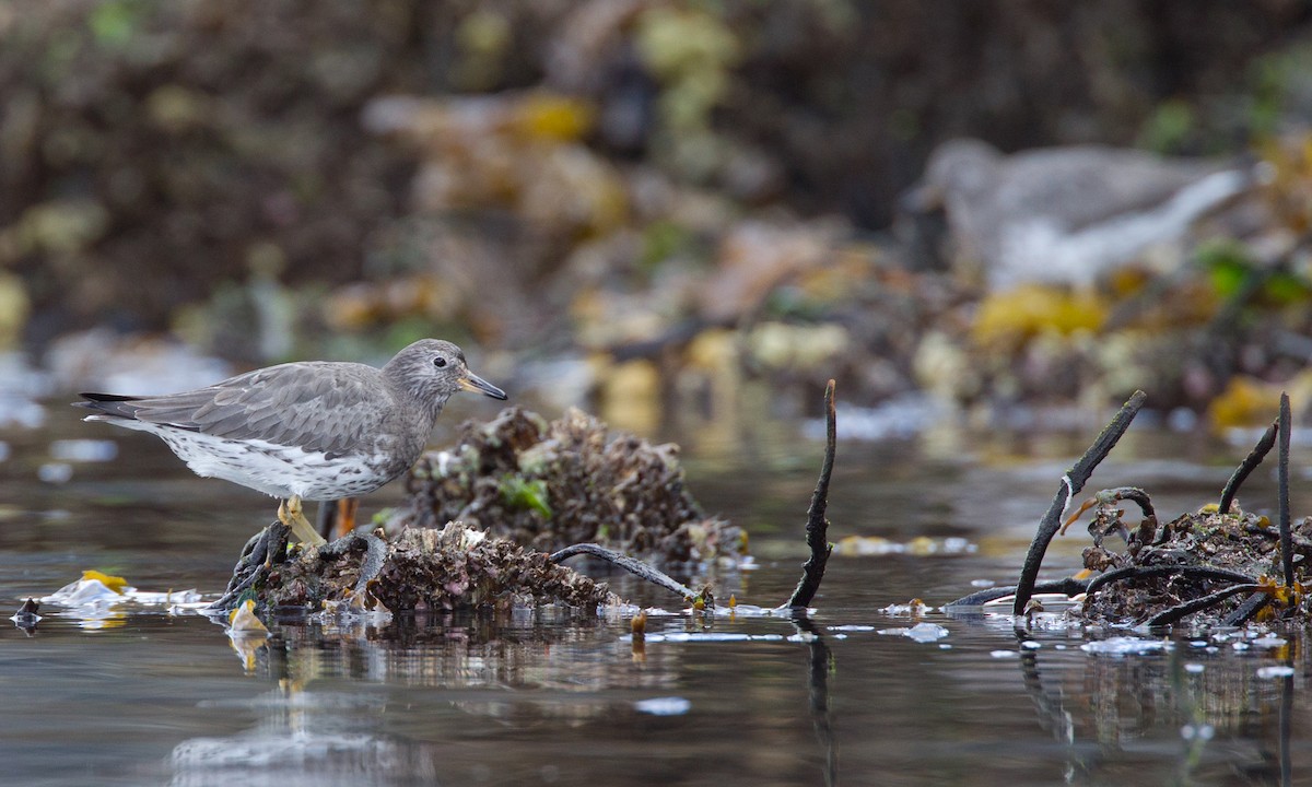 Surfbird - ML27780671