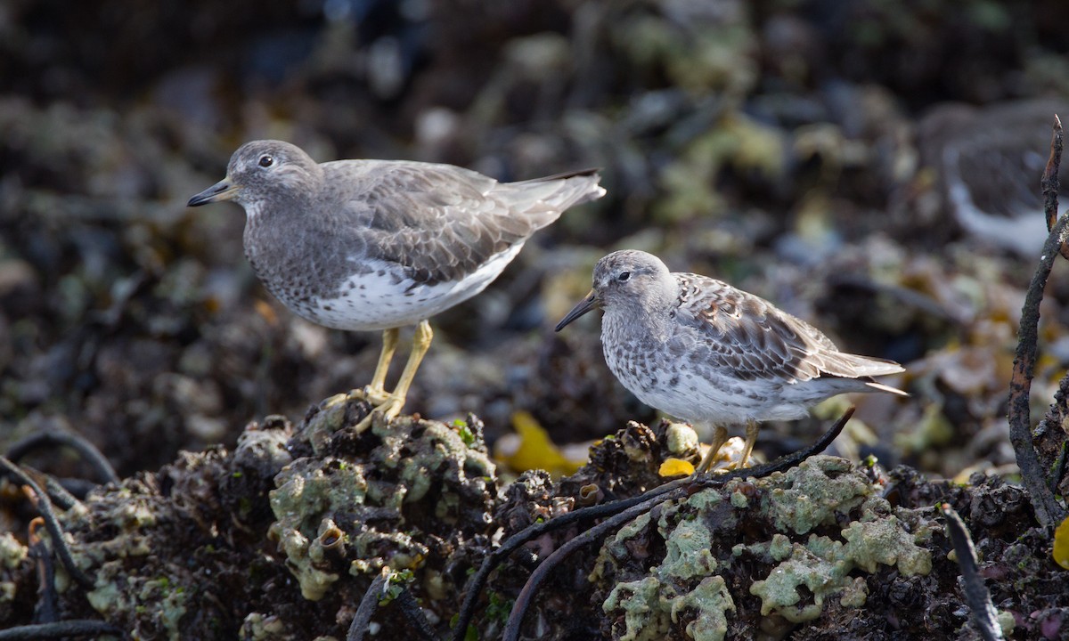 Rock Sandpiper - ML27780681