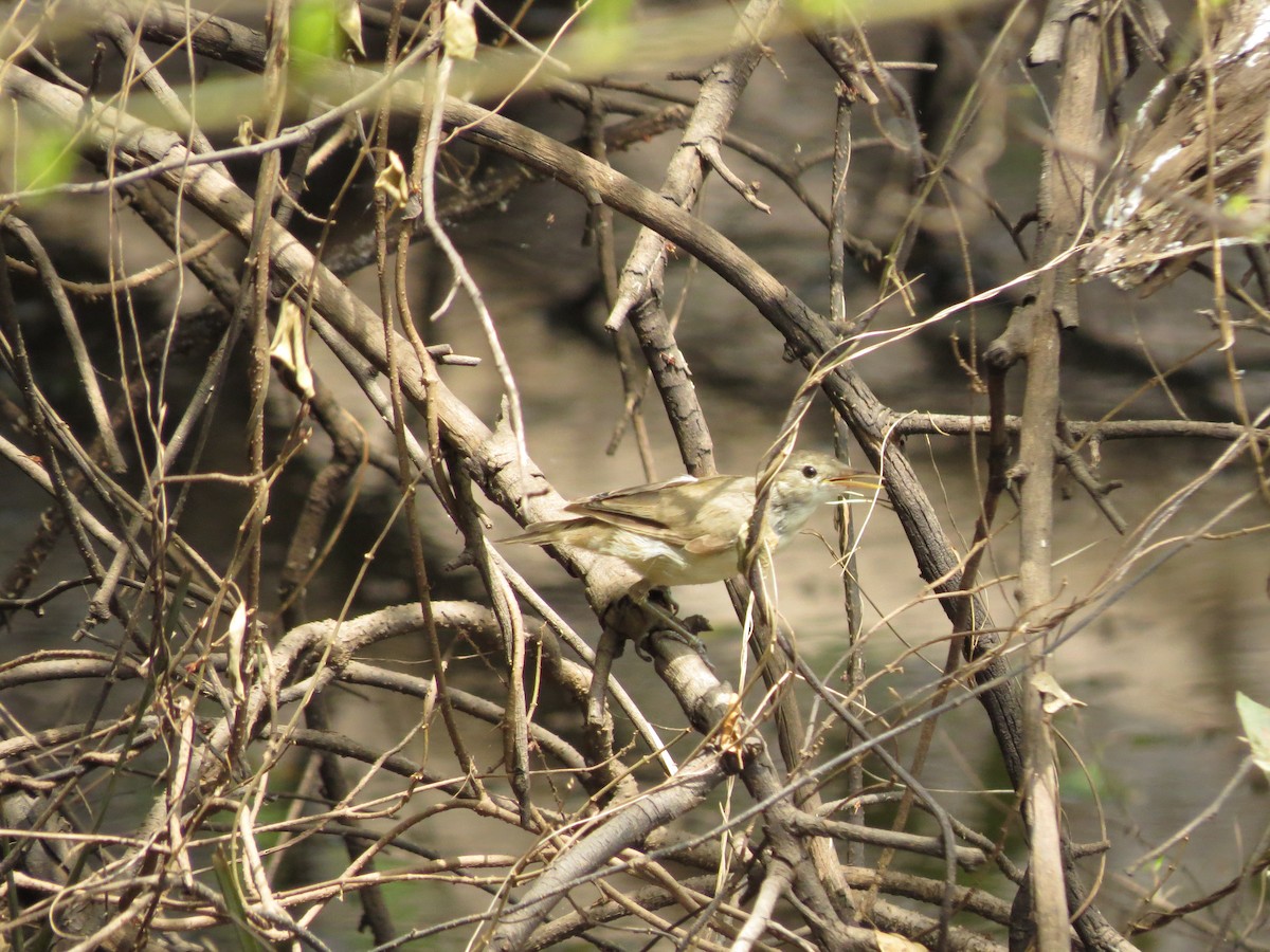 Eastern/Western Olivaceous Warbler - ML277806811