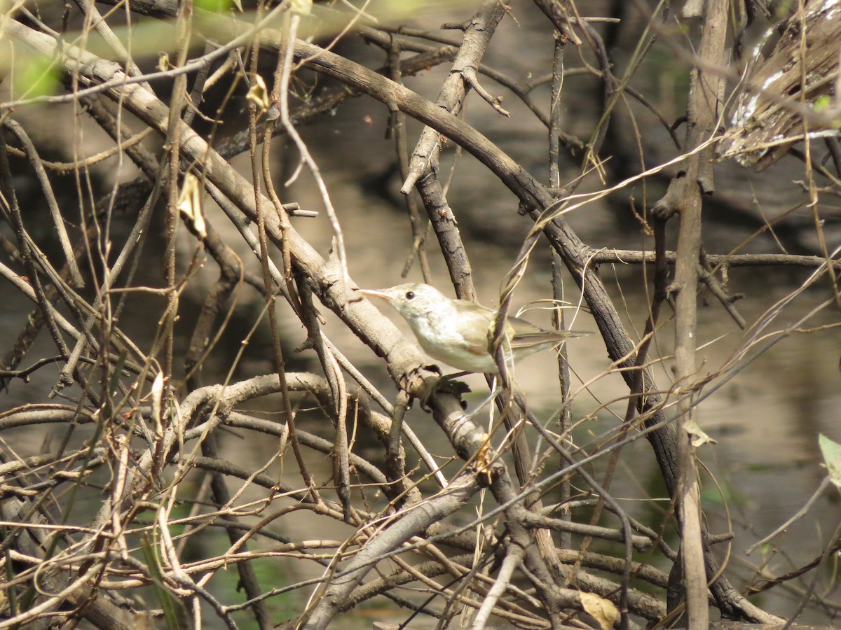 Eastern/Western Olivaceous Warbler - ML277806821