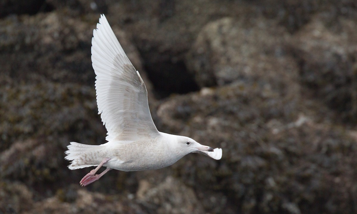 Glaucous Gull - ML27780691