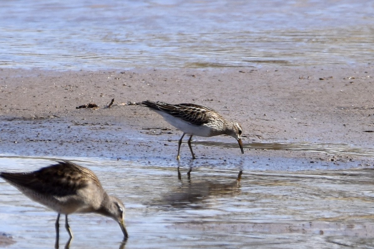 Pectoral Sandpiper - ML277806911