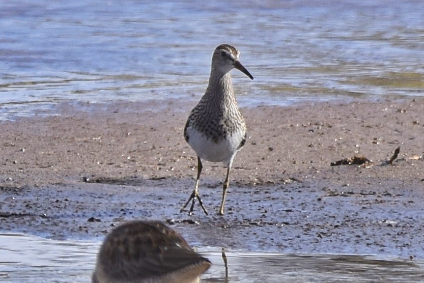 Pectoral Sandpiper - ML277806921