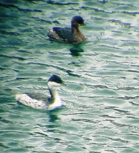 Horned Grebe - Kristin Purdy