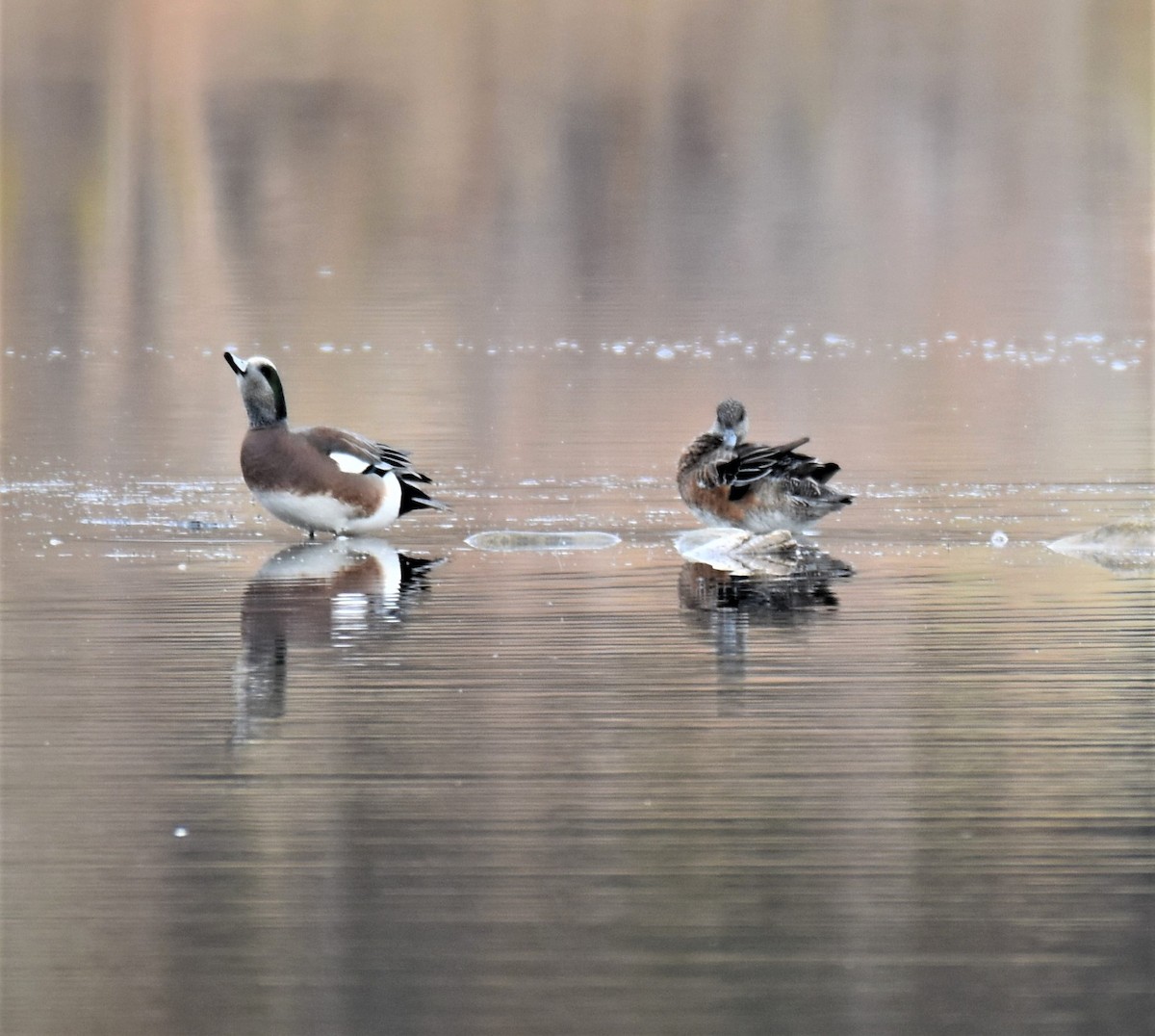 American Wigeon - ML277808971