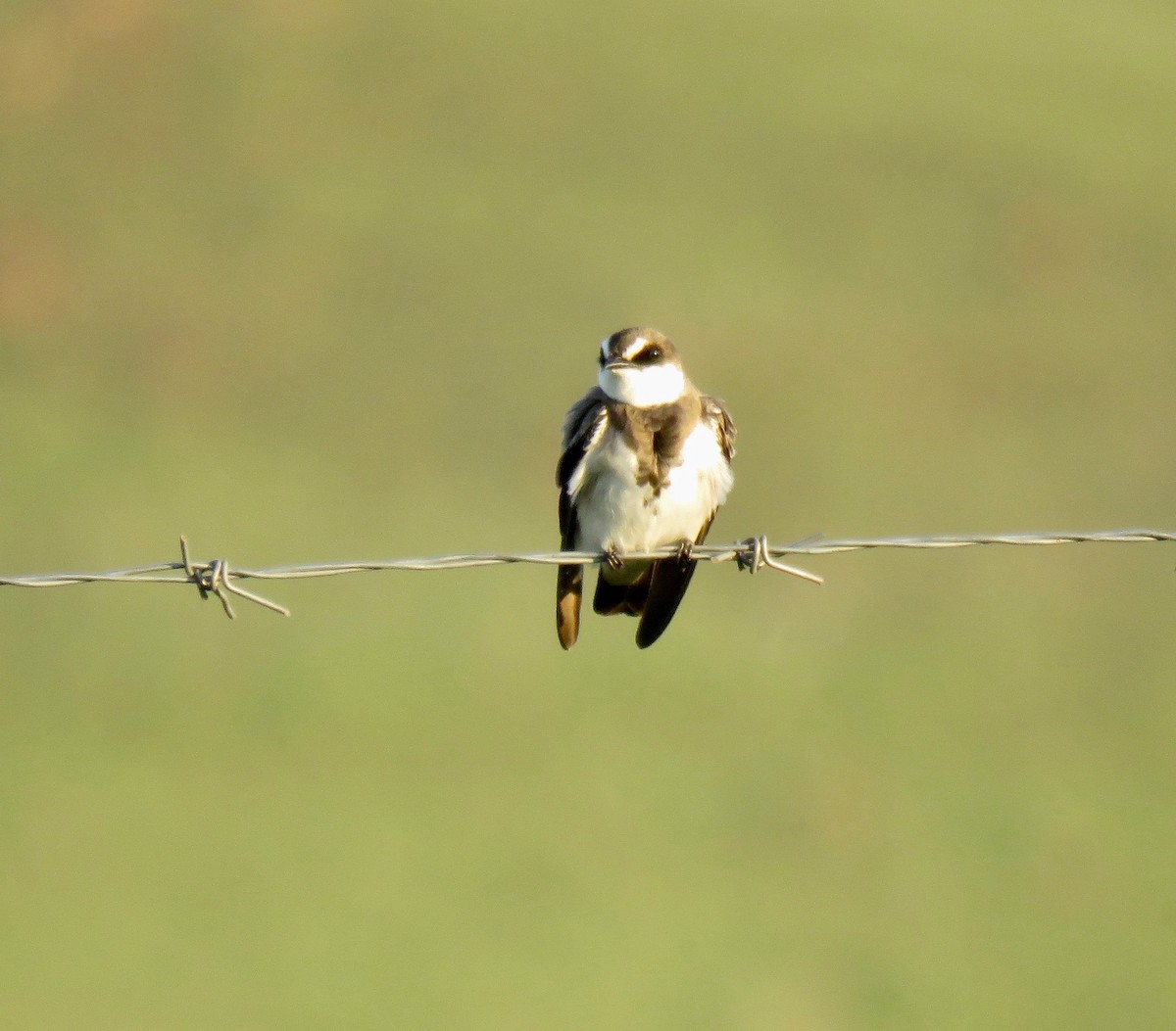 Banded Martin - ML277809241