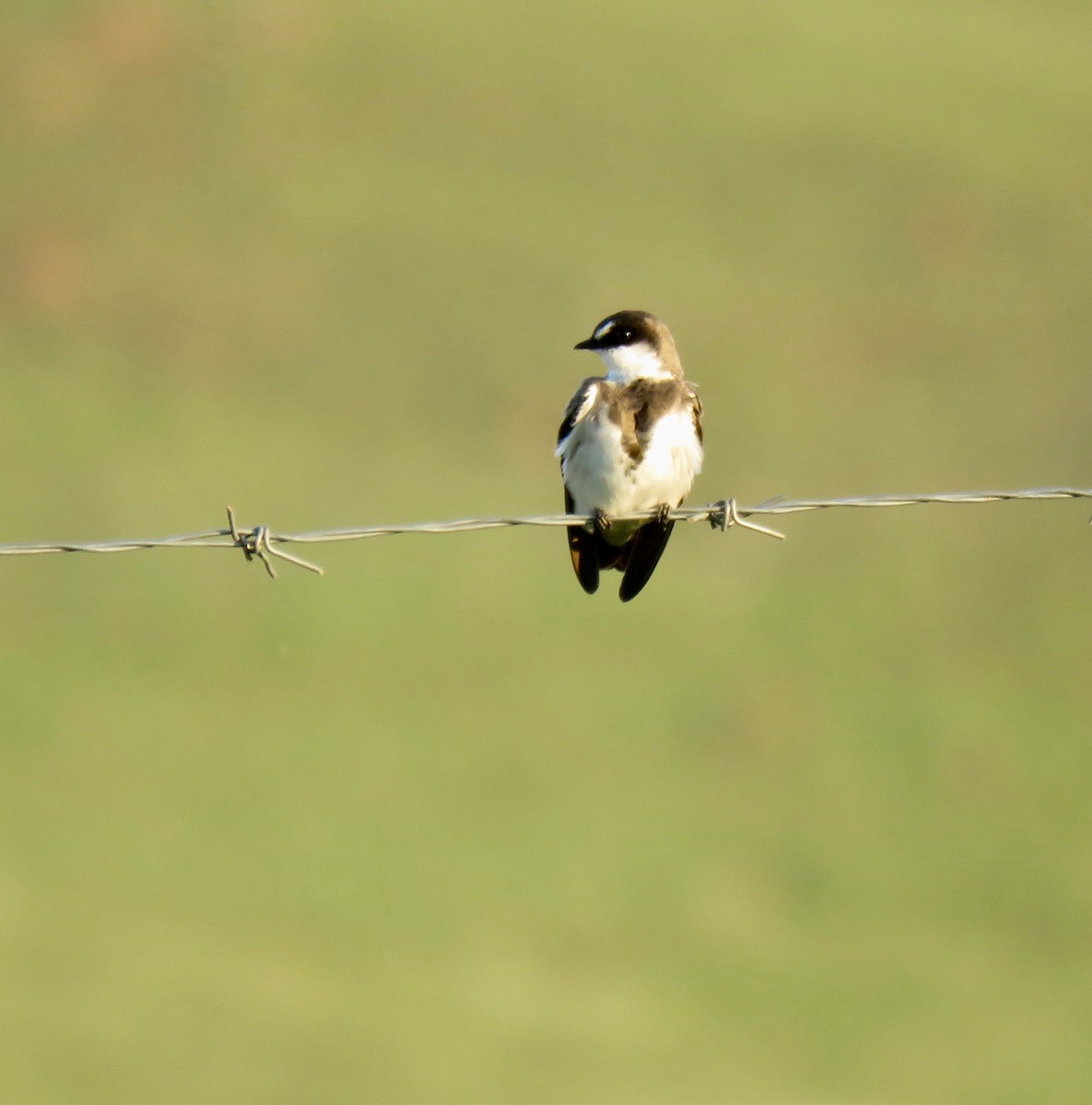 Banded Martin - ML277809261