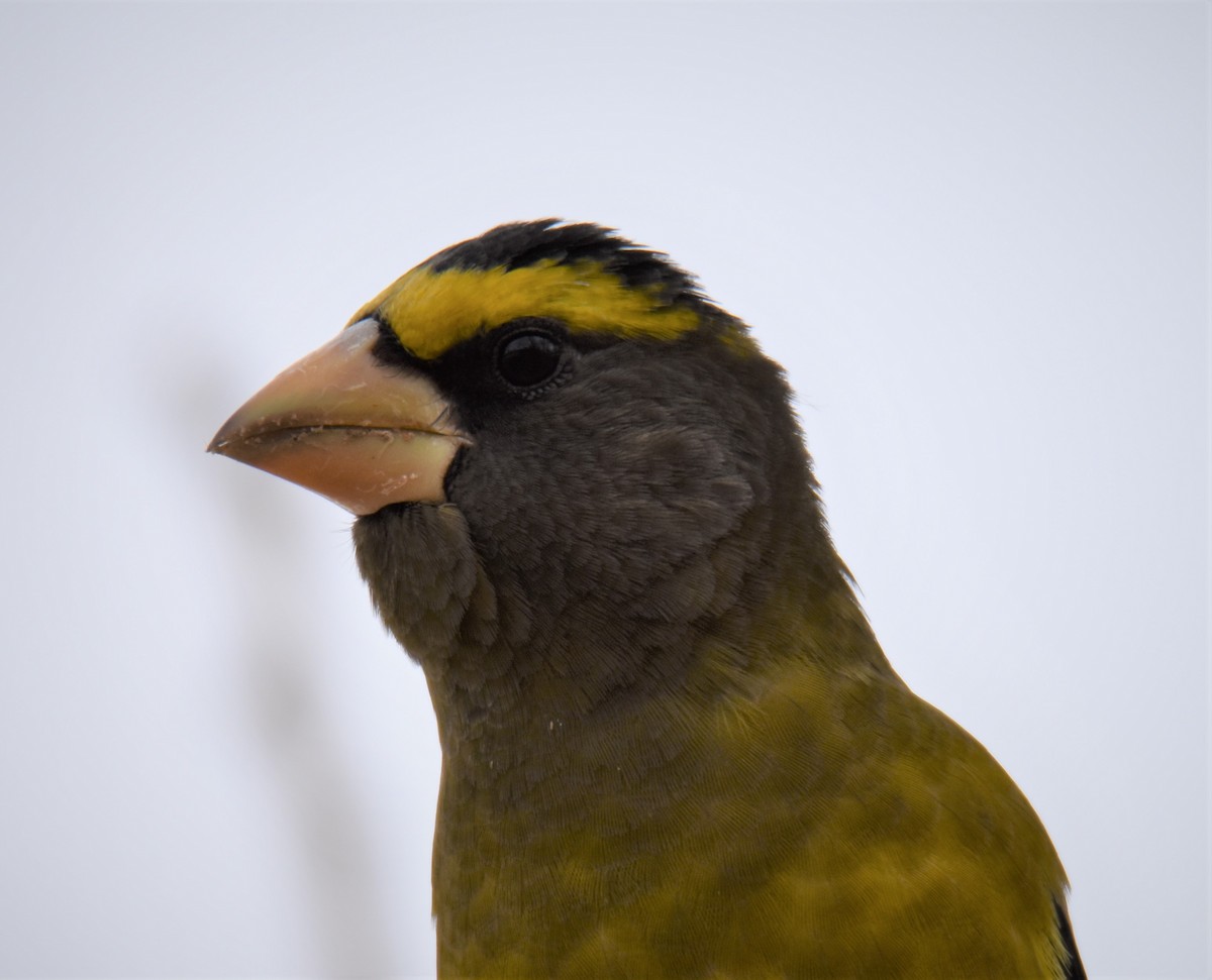 Evening Grosbeak - ML277809461