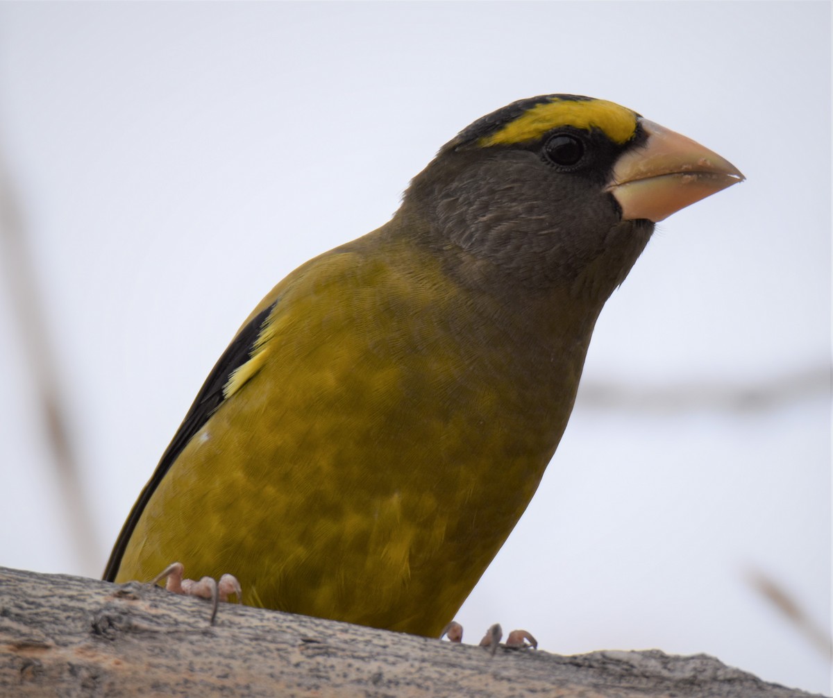 Evening Grosbeak - ML277809471