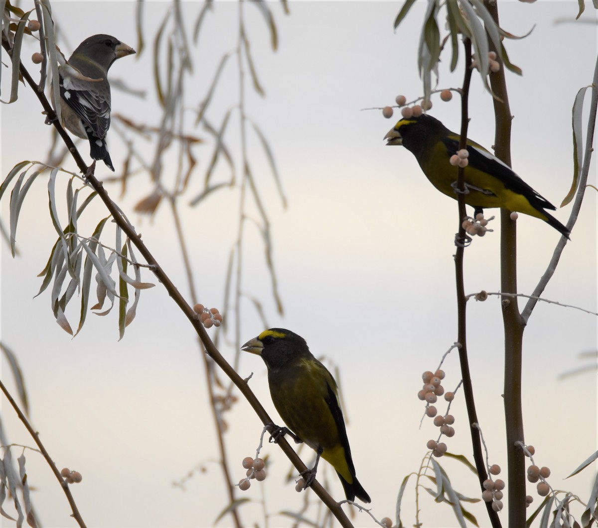Evening Grosbeak - ML277809511