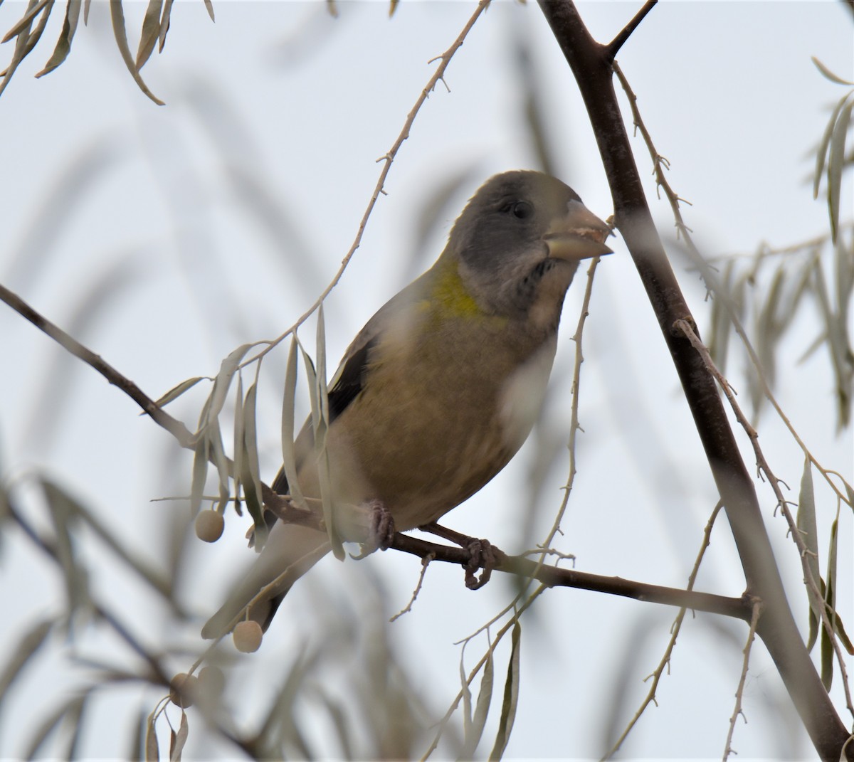 Evening Grosbeak - ML277809541