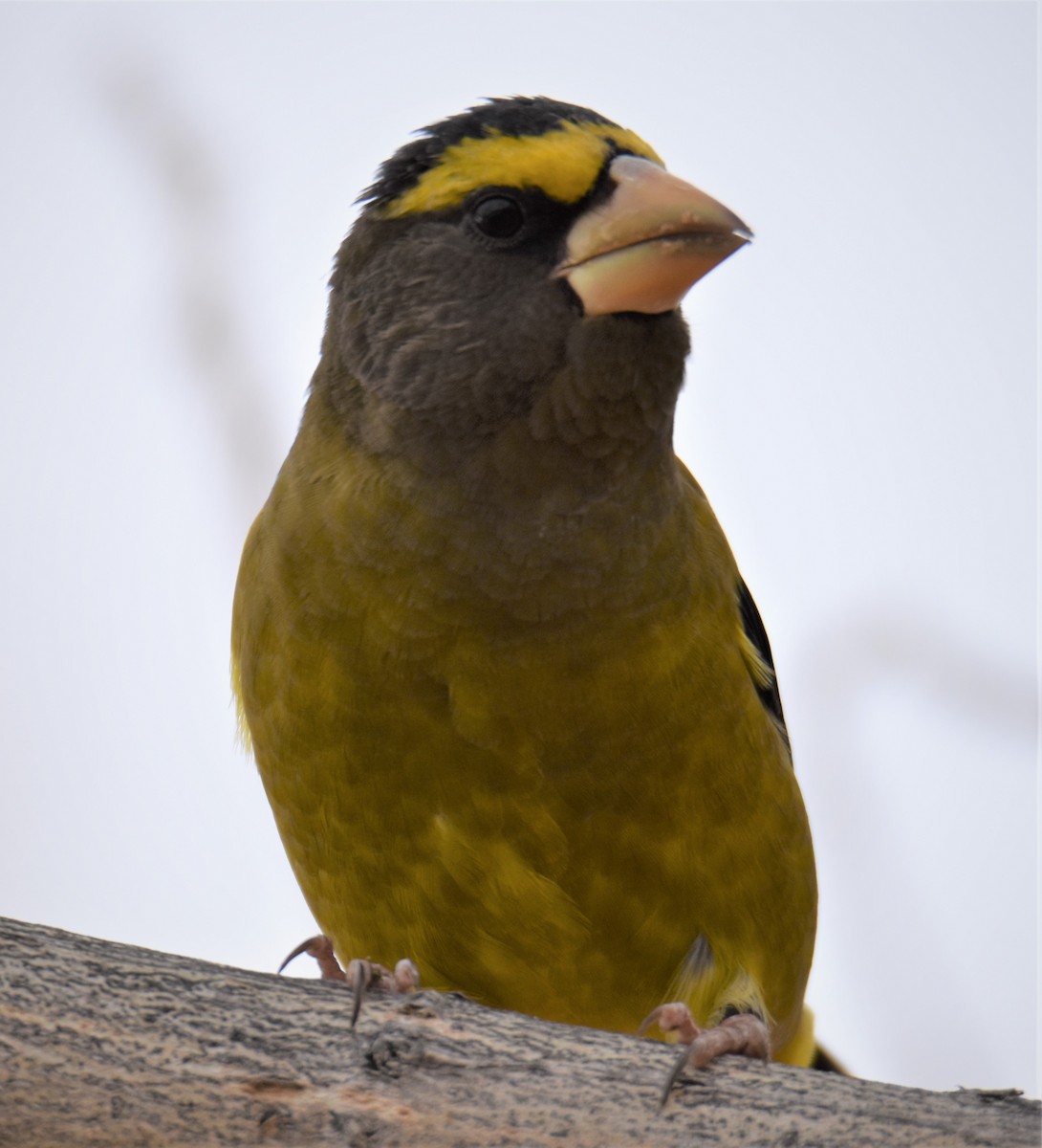 Evening Grosbeak - ML277809561