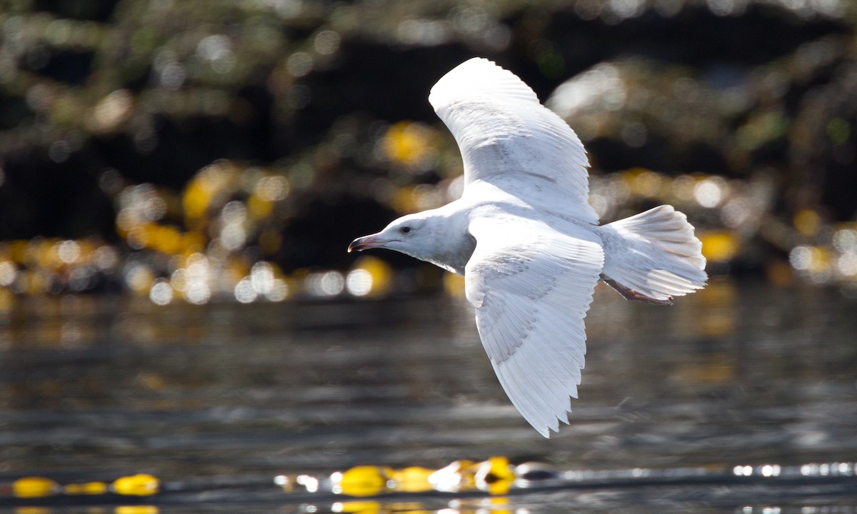 Glaucous Gull - ML27780981