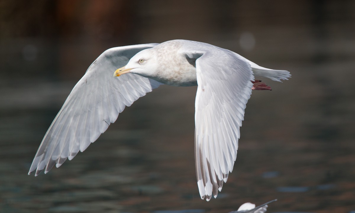 Herring x Glaucous Gull (hybrid) - ML27781021