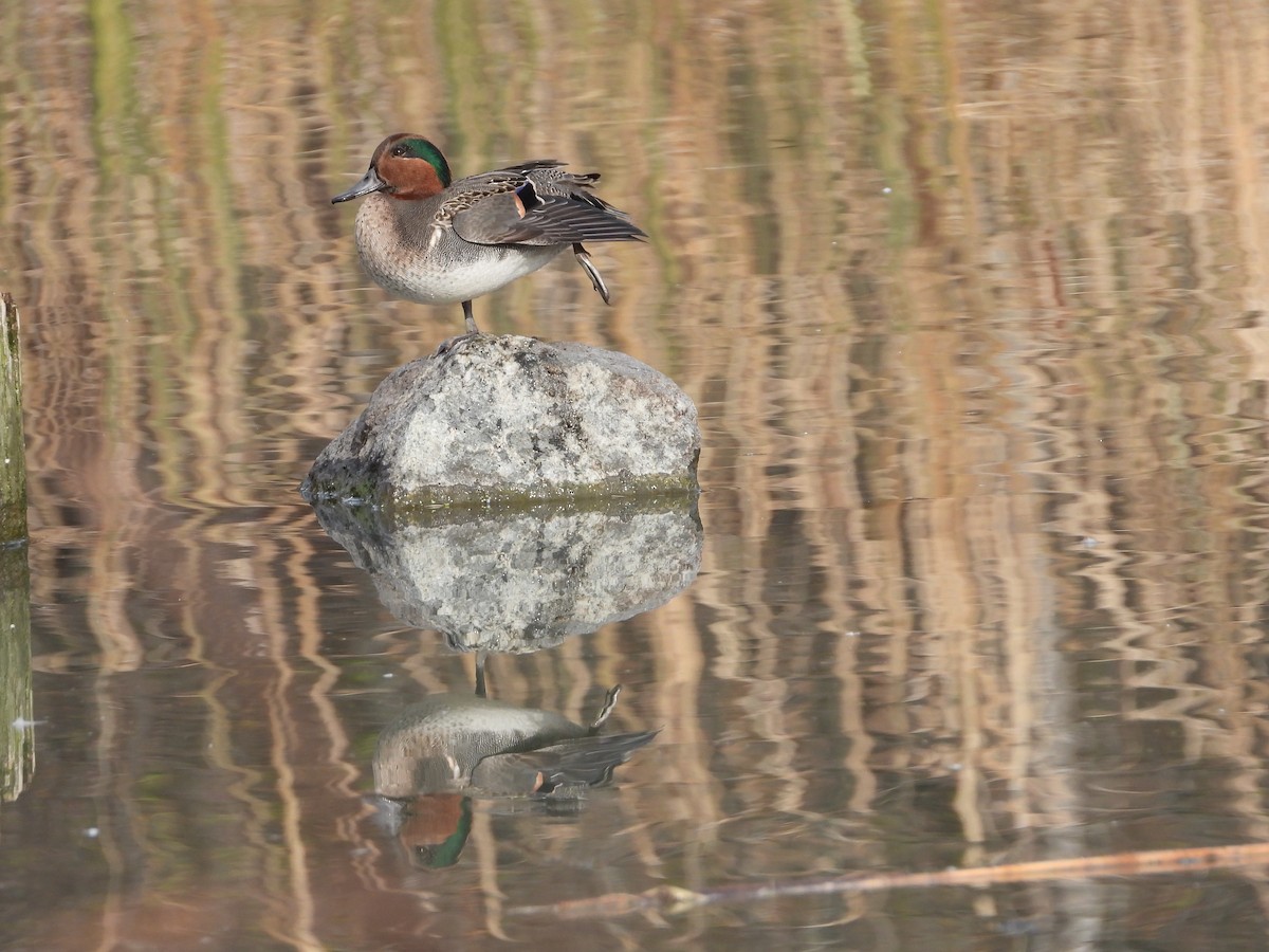 Green-winged Teal - Jocelyn Grenon