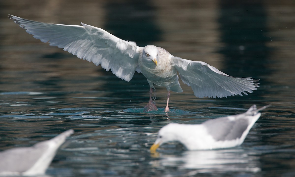 Herring x Glaucous Gull (hybrid) - ML27781041