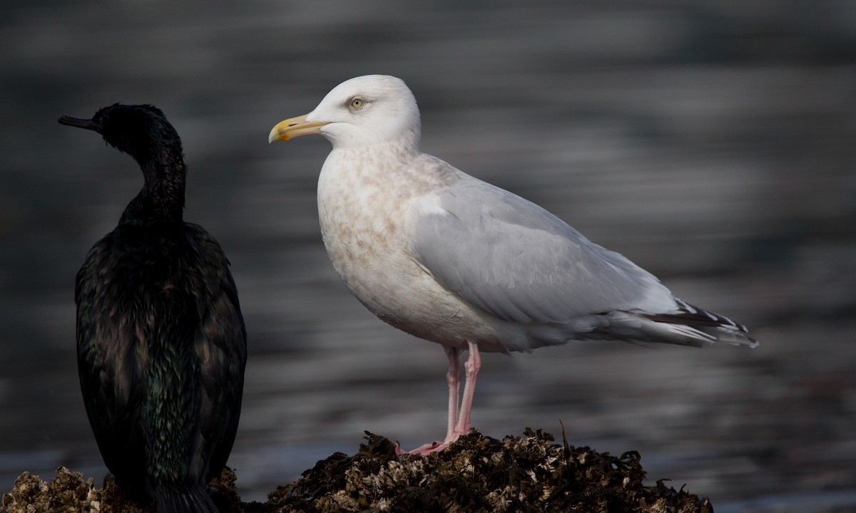 Herring x Glaucous Gull (hybrid) - ML27781051