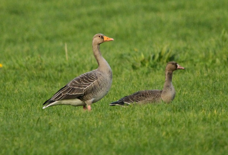 Greater White-fronted Goose - ML277810631