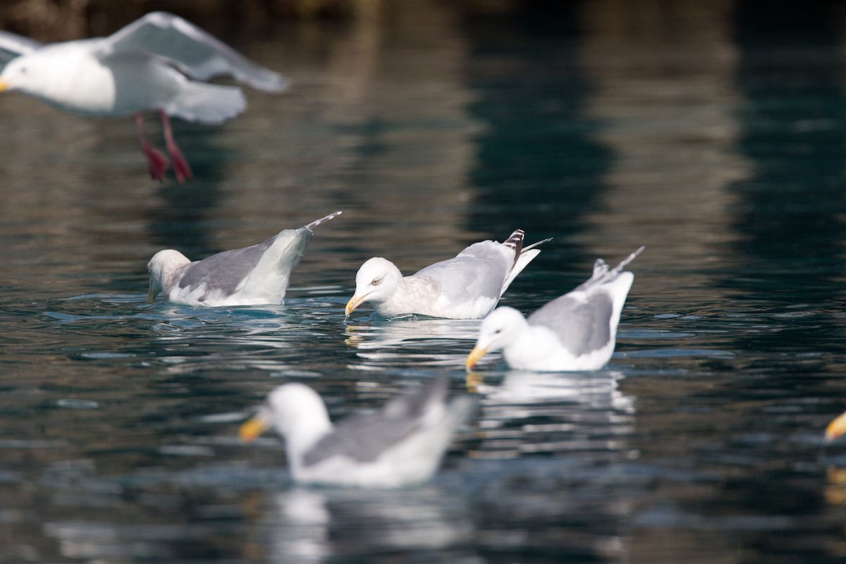 Herring x Glaucous Gull (hybrid) - ML27781071