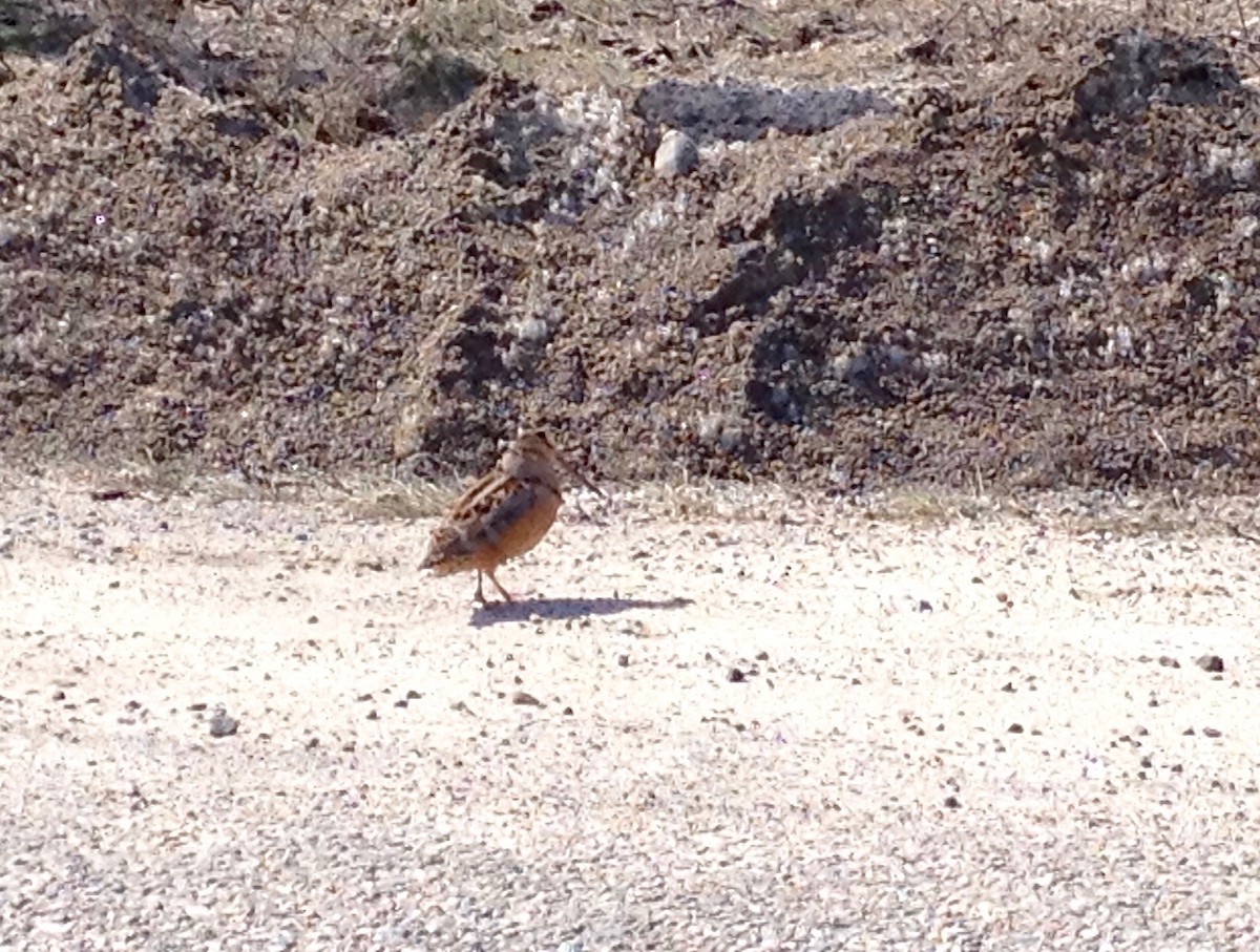 American Woodcock - ML27781121