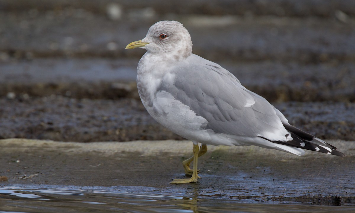 Short-billed Gull - ML27781141