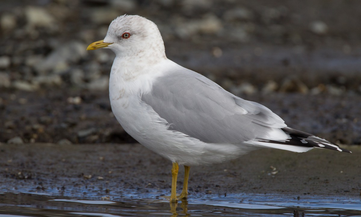 Short-billed Gull - ML27781181