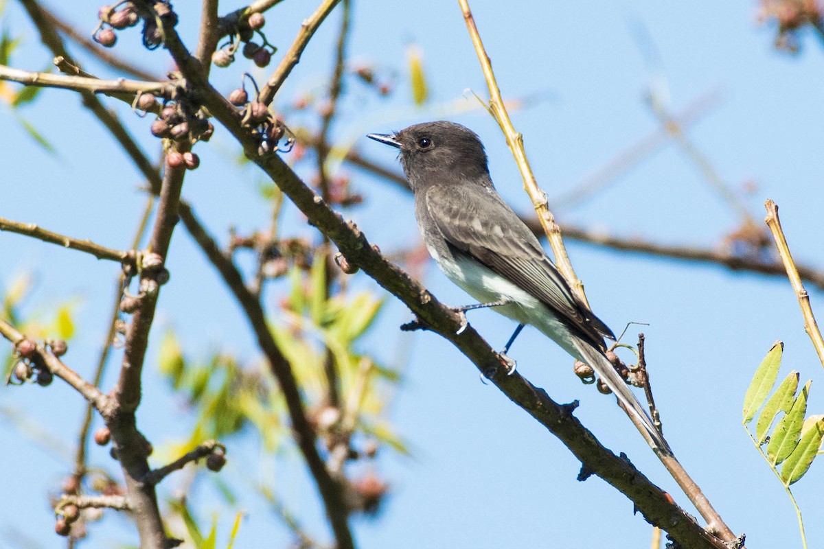 Black Phoebe - ML277812271