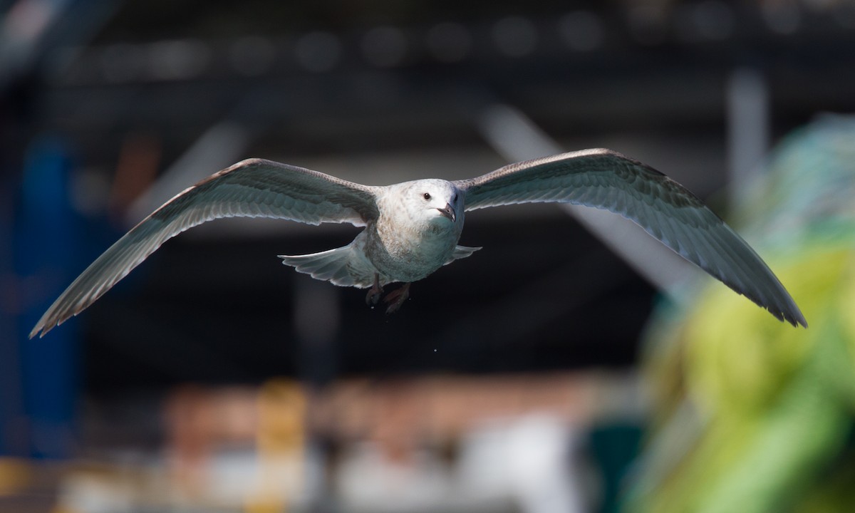 gull sp. - ML27781251