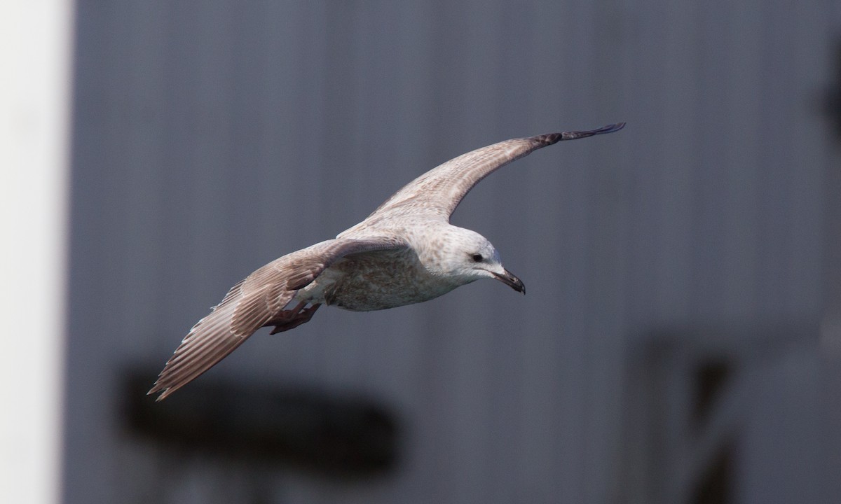 gull sp. - ML27781261