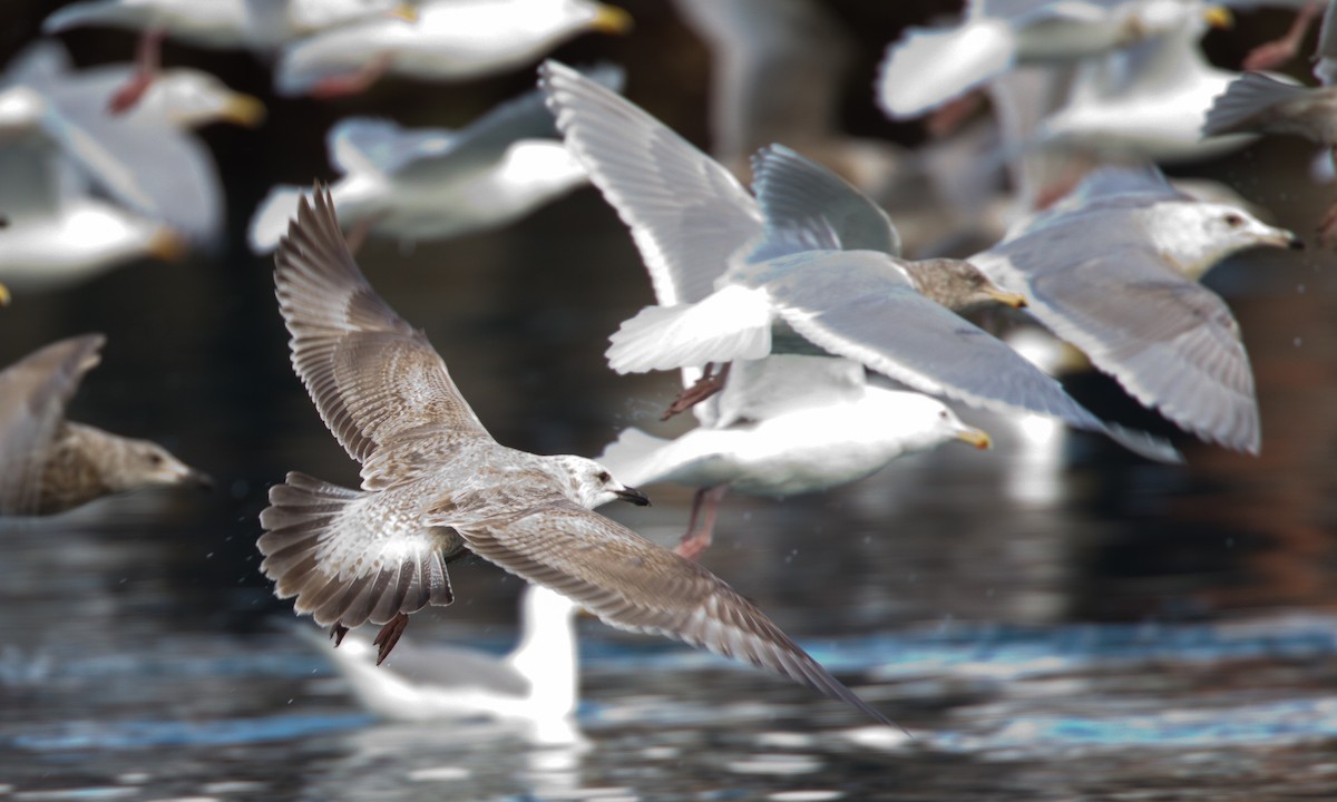 gull sp. - ML27781301