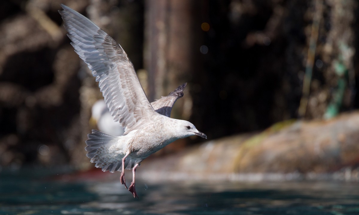 gull sp. - ML27781321