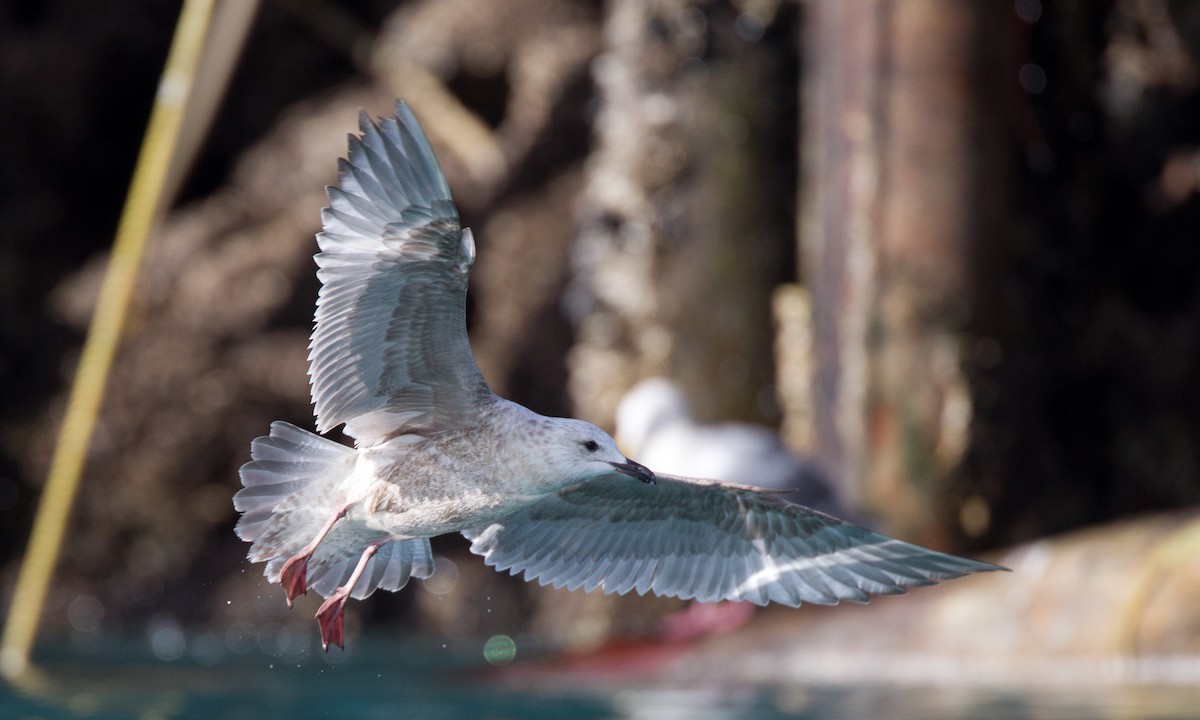 gull sp. - ML27781331